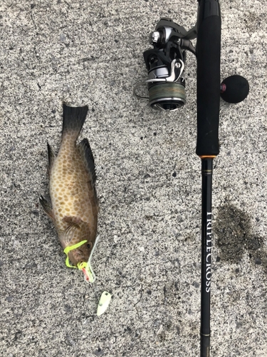 オオモンハタの釣果