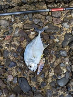 メッキの釣果