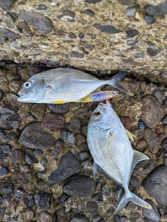 メッキの釣果