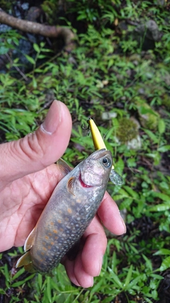 イワナの釣果