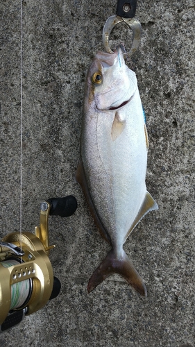 ショゴの釣果