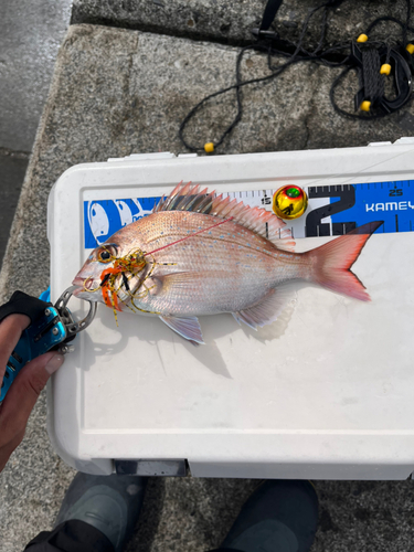 マダイの釣果