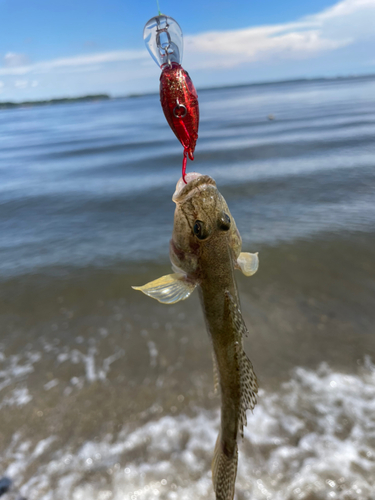 ハゼの釣果