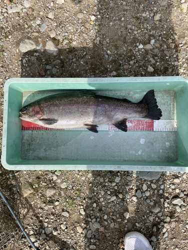 ヤシオマスの釣果