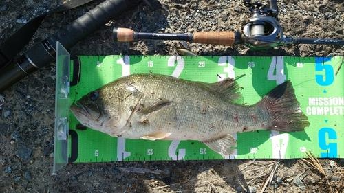 ブラックバスの釣果