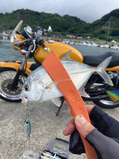 メッキの釣果