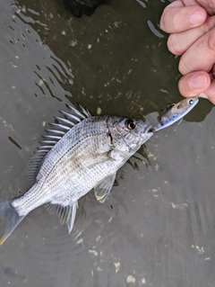 キビレの釣果