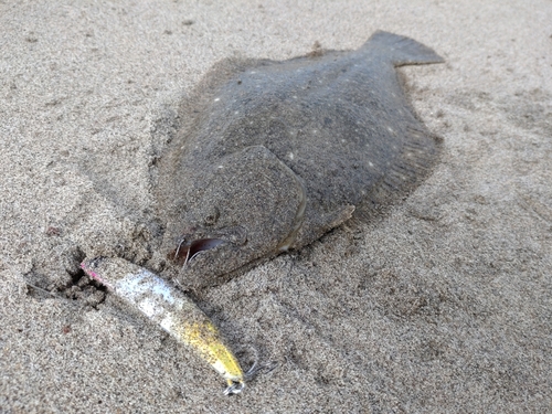 ヒラメの釣果