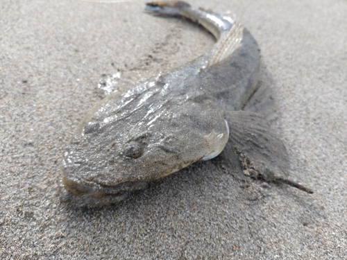 マゴチの釣果