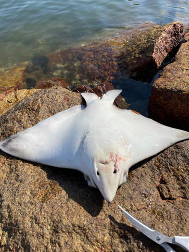 ナルトビエイの釣果