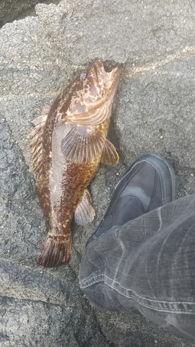 タケノコメバルの釣果