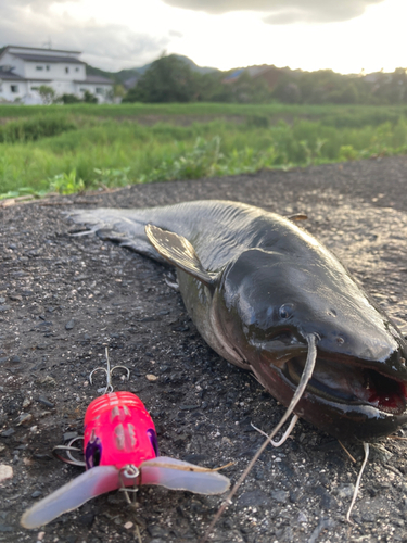 ナマズの釣果