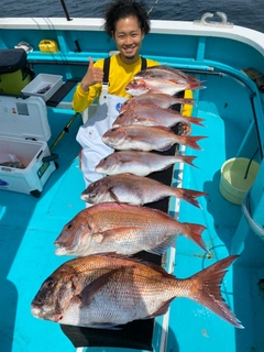 マダイの釣果