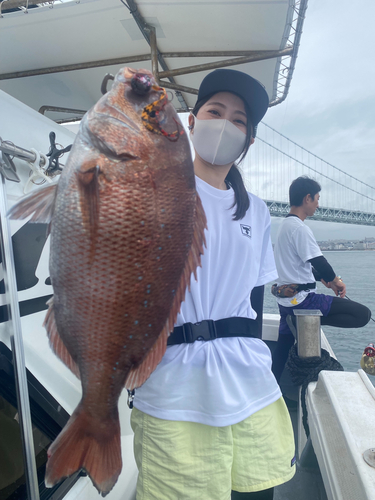 マダイの釣果