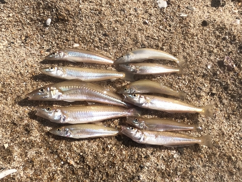 キスの釣果