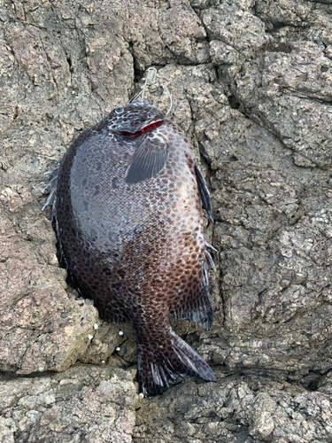 イシガキダイの釣果