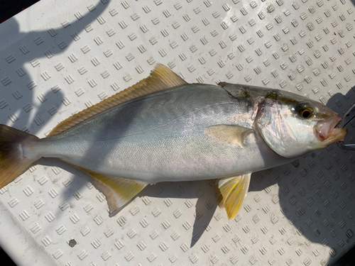 ショゴの釣果