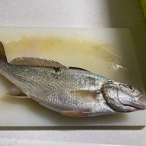 イシモチの釣果