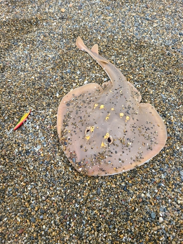 ウチワザメの釣果