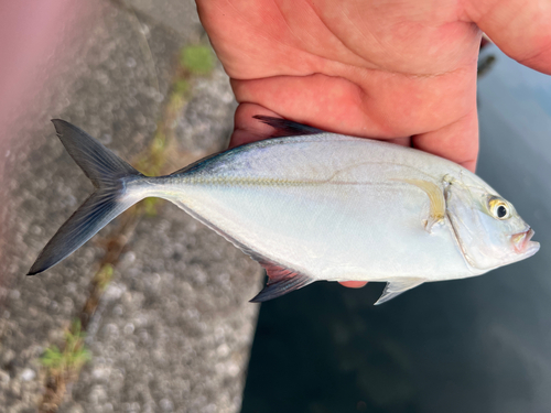 カスミアジの釣果