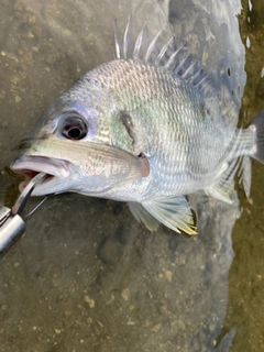 キビレの釣果