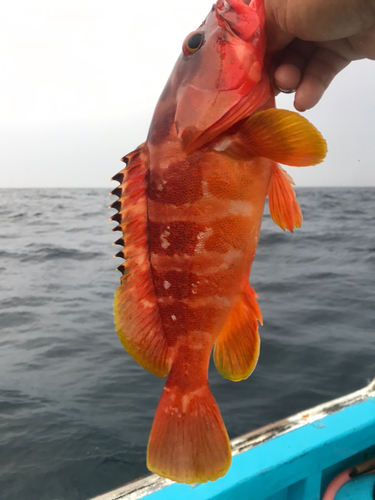 アカハタの釣果