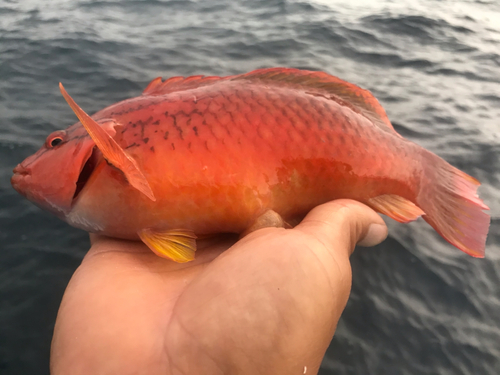 アカササノハベラの釣果