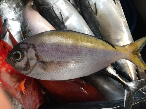 ウメイロの釣果