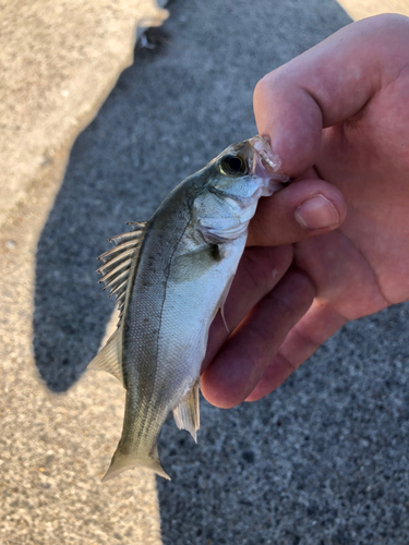 セイゴ（マルスズキ）の釣果