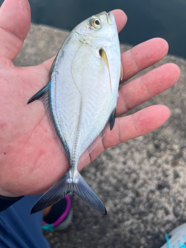 カスミアジの釣果