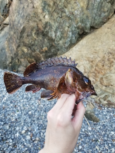 カサゴの釣果