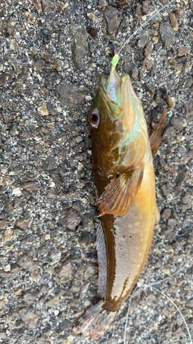 アイナメの釣果