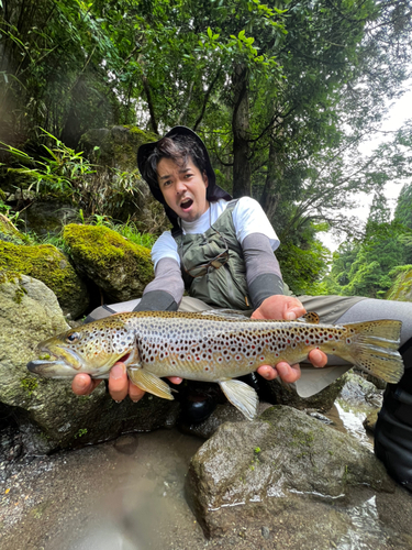 ブラウントラウトの釣果