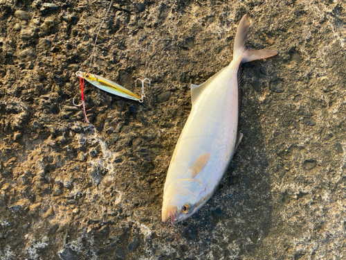 ショゴの釣果