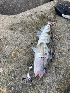 ホッケの釣果