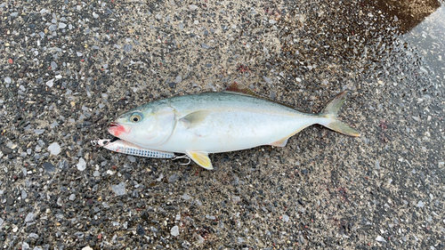 ワカシの釣果