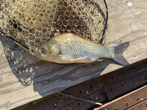 ギンブナの釣果