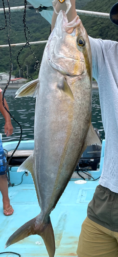 カンパチの釣果