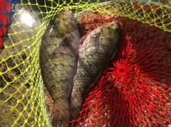 イラブチャーの釣果