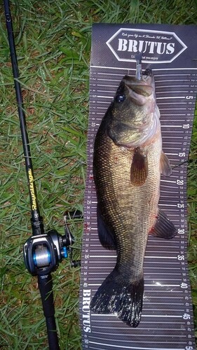 ブラックバスの釣果