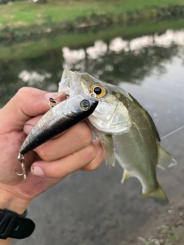 セイゴ（ヒラスズキ）の釣果