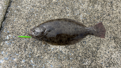 ヒラメの釣果