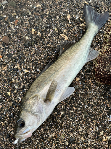 セイゴ（マルスズキ）の釣果