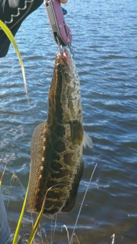 ライギョの釣果