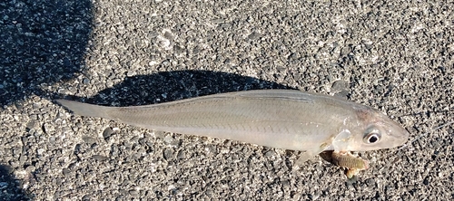 キスの釣果