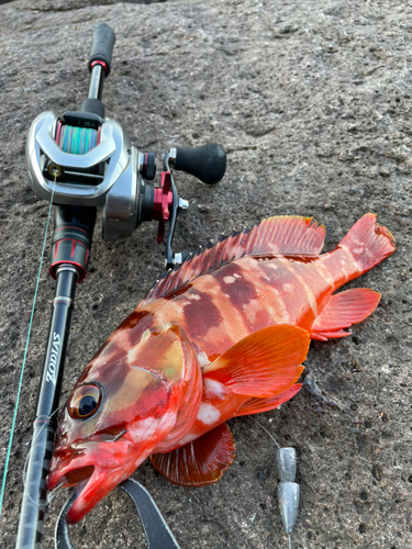 アカハタの釣果