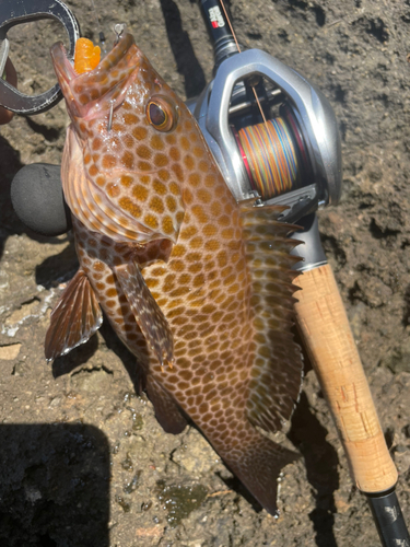 オオモンハタの釣果