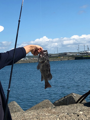 クロソイの釣果