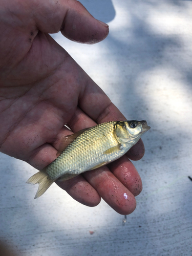 コイの釣果