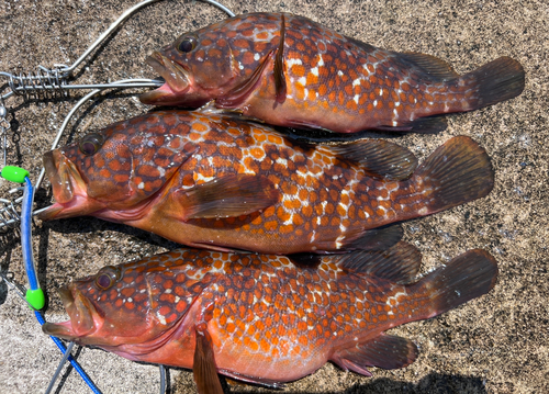 アコウの釣果